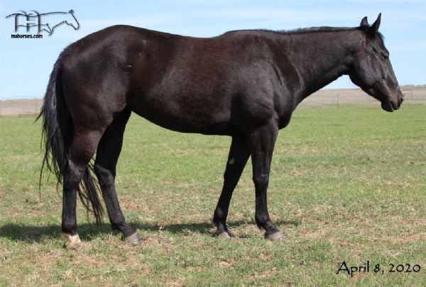 Unregistered Black Filly